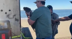 Bajo observación veterinaria "lobita marina" rescatada en playas de Navolato