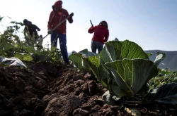 Agricultores mexicanos exigen un diálogo a los candidatos para abordar los retos del campo