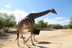 Llegó a su fin la vida de “Pancho”, la jirafa del Centro Ecológico de Sonora