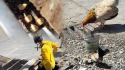 ¡Nuevamente lo hacen los héroes! Bomberos de Mazatlán rescatan a pollitos dentro de alcantarilla