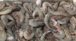 Señala Secretaria de Pesca que temporada de captura de camarón fue buena en cantidad, pero el precio “no ayudó”