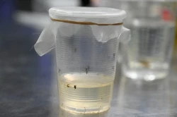 Encuentran especie autóctona que podría acabar con larvas de mosco