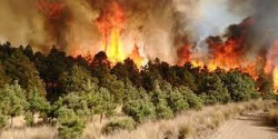 116 incendios forestales hay en México