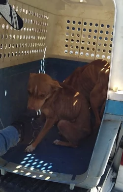 Rescatan a pareja de canes afectados por el probable delito de maltrato o crueldad animal