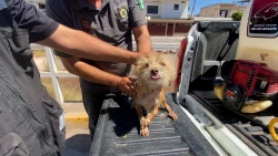Elementos de Protección Civil rescatan a un perrito de un dren en la colonia Agustina Ramírez en Culiacán