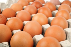 No se han detectado en Sinaloa casos de huevos con gripe aviar: Coordinador de COEPRISS en la zona norte