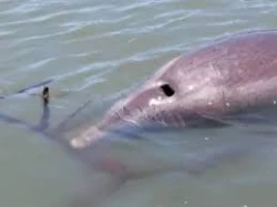 Se encuentra bien el delfín de Topolobampo “el pechocho”