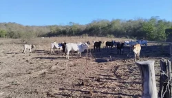Sequía en zona rural de Mazatlán comienza a agravarse: Ganaderos