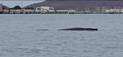Atrae turistas la ballena que se encuentra en Topolobampo