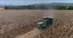Productores esperan buenas noticias sobre el precio del maíz