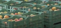 Esta año habrá menos mango; productores enfrentan problemas por sequia