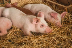 Ocupa Sonora segundo lugar nacional en producción de carne de cerdo