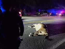 Padre e hijo heridos y una vaca muerta es el saldo de choque en carretera cerca de Culiacán