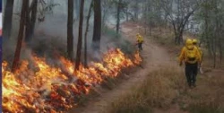 Hay dos incendios forestales activos y uno controlado en Sinaloa