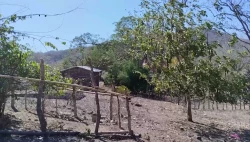 Trébol uno el más afectado por falta de agua en Escuinapa