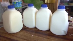 Falta apoyo del Gobierno Estatal para mejora de precio a la leche: Ganaderos