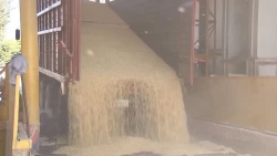 El 50% del maíz ya ha sido contratado por grandes industriales en México