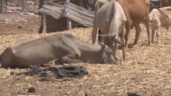 Sinaloa no registra muerte de ganado por calor
