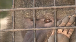 Especies de animales sienten las altas temperaturas