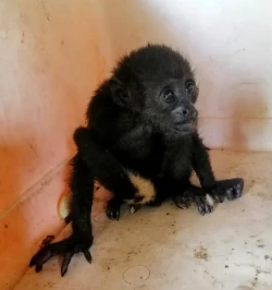 ¡Rescatan a cría de mono saraguato!