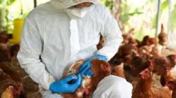 De nuevo la gripe aviar causa preocupación