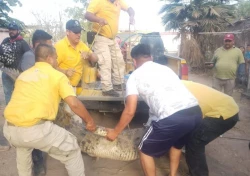 Capturan un caimán de más de 3 metros de largo en Navolato