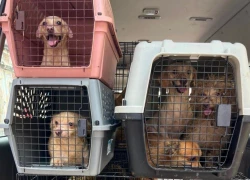 Vicefiscalía ya investiga caso de 27 perritos que estaban abandonados y que fueron rescatados por Ecología