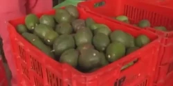Ya se está trabajando tras el  freno de importación de aguacate mexicano