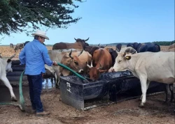 Continúa la entrega de semillas en Sinaloa