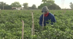 Mantienen trabajos en Cuartería del Campo 35 en Sinaloa