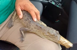 Capturan a cocodrilo en la Ruiz Cortinez