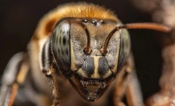 ¿A quién reportar una enjambre de abejas?
