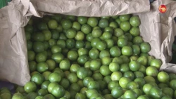 Reconoce AMLO extorsiones a productores de limón