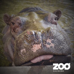 Zoo de Culiacán está de luto tras la muerte de Kathie, la icónica hipopótamo