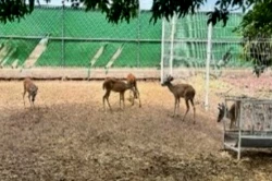 Detiene la FGR a Rodolfo con armas, guacamayas y venados