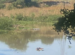 Localizan cadáver de hombre flotando en el Río Humaya