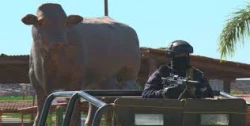 Feria Ganadera y "El Palenque" existen condiciones de seguridad para realizarlos