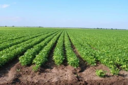 Bajas temperaturas y falta de agua afectan el sector agrícola
