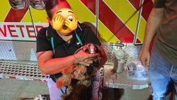Salvan a señora y a su mascota de morir calcinados en casa de la colonia Morelos de Culiacán