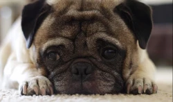 Cuide a su mascota, le puede dar  Traqueobronquitis Infecciosa Canina