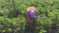 Anuncia Sheinbaum programa para jornaleros agrícolas