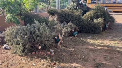 Poca respuesta de la ciudadanía en centros de acopio de pinos naturales