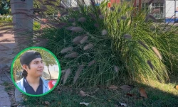 ¡Alerta! Paisaje urbano de Los Mochis se llena de especies invasivas