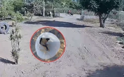 Reportan brutal agresión a perrita: Layla pierde un ojo tras ataque con machete