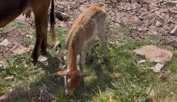 ¡Atención! 30 vacas intoxicadas por comer toloache en el norte de Sinaloa