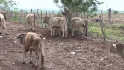 Sinaloa está libre de la plaga del gusano barrenador
