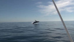 Mazatlán fue afortunado con el avistamiento de ballenas esta temporada 2024-2025