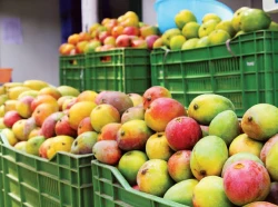 Hay incertidumbre en el sector productor de mango por políticas arancelarias de Donald Trump