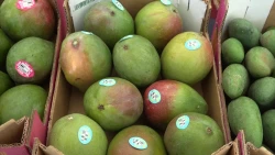 Por falta de lluvias en 2024 la cosecha de mango en Sinaloa en este 2025 puede ser de menor cantidad y tamaño 