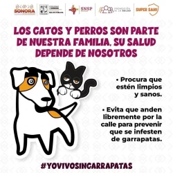 Exhorta Gobierno de Sonora a detectar a tiempo la rickettsiosis para una atención oportuna
